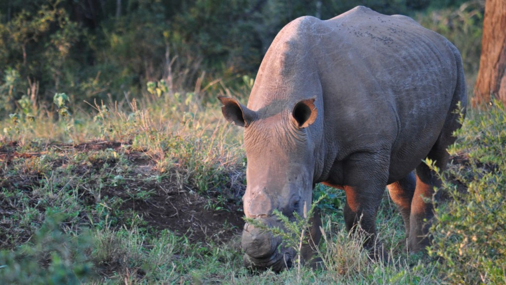 Ein enthorntes Nashorn (© Cornelia Hebrank, 2016)