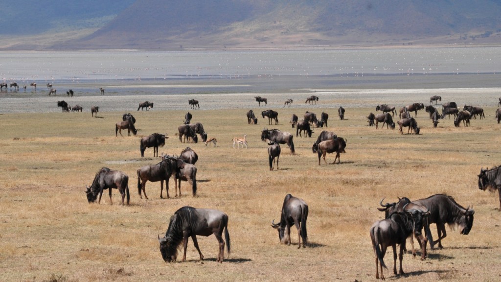 Blick auf eine Savanne mit Gnus, Antilopen und Vögeln in der Ferne (© Cornelia Hebrank, 2016)