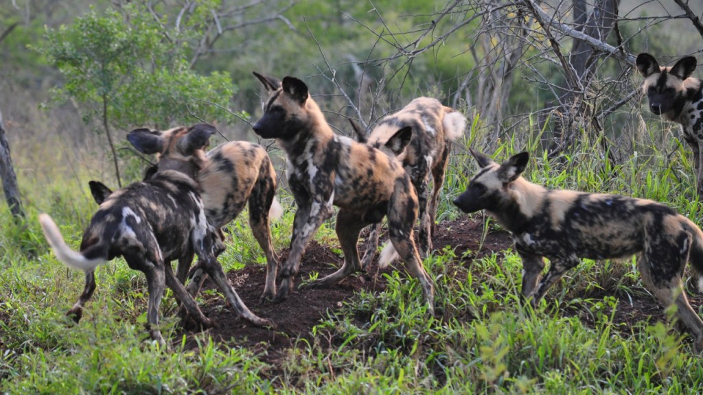 Ein Rudel Hyänenhunde rennt durcheinander (© Cornelia Hebrank, 2016)