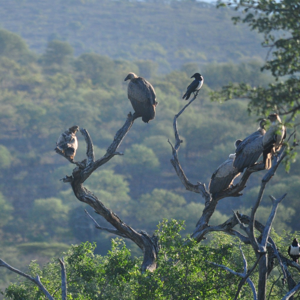 Ein Baum voller Vögel, Geier neben Adler neben kleineren Vögelchen (© Cornelia Hebrank, 2016)