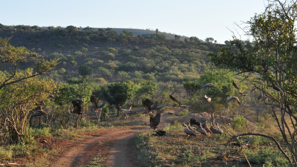 Eine Gruppe von Geiern am Auffliegen vom Boden weg (© Cornelia Hebrank, 2016)