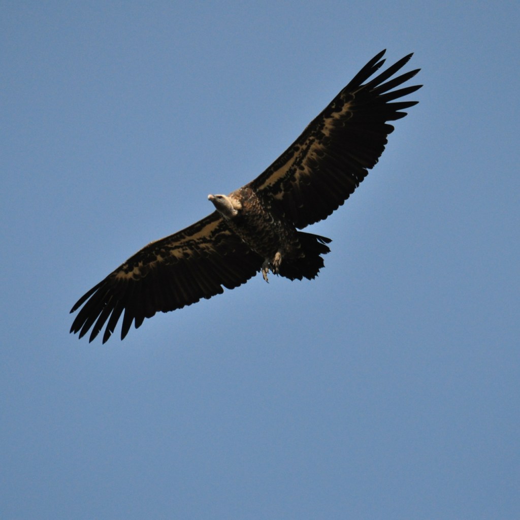 Ein Geier im Flug (© Cornelia Hebrank, 2016)