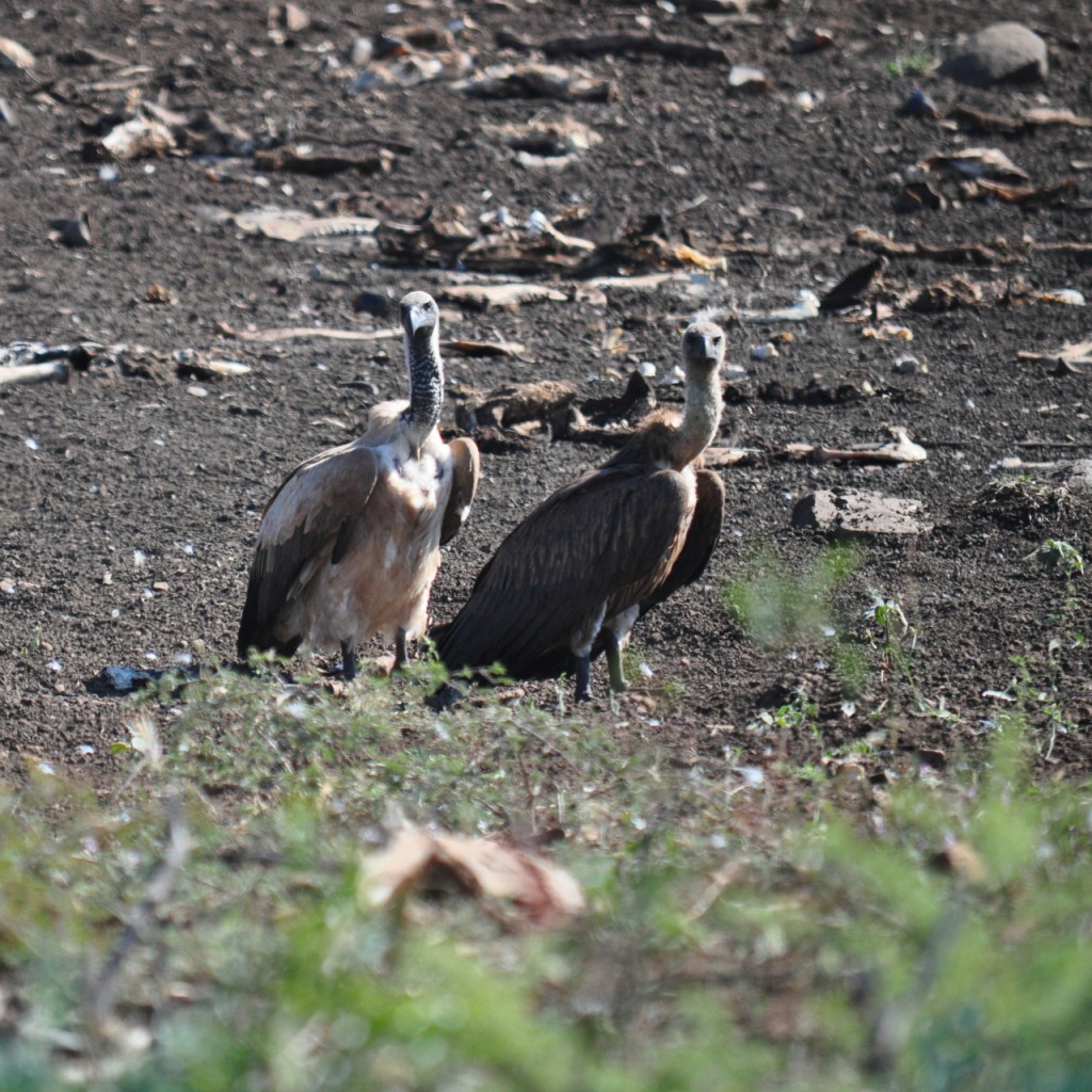Zwei auf dem Boden stehende Geier (© Cornelia Hebrank, 2016)
