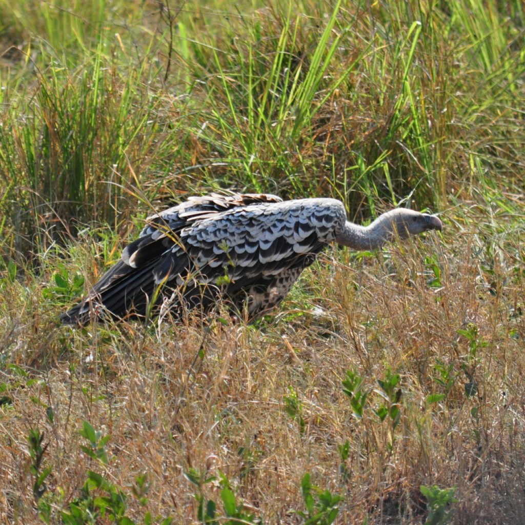 Sperbergeier am Wandern (© Cornelia Hebrank, 2016)
