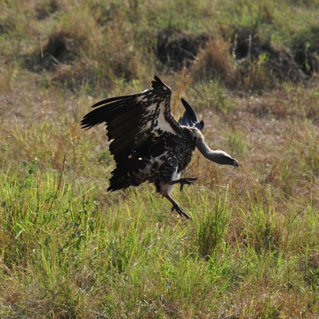 Sperbergeier im Landeanflug (© Cornelia Hebrank, 2016)