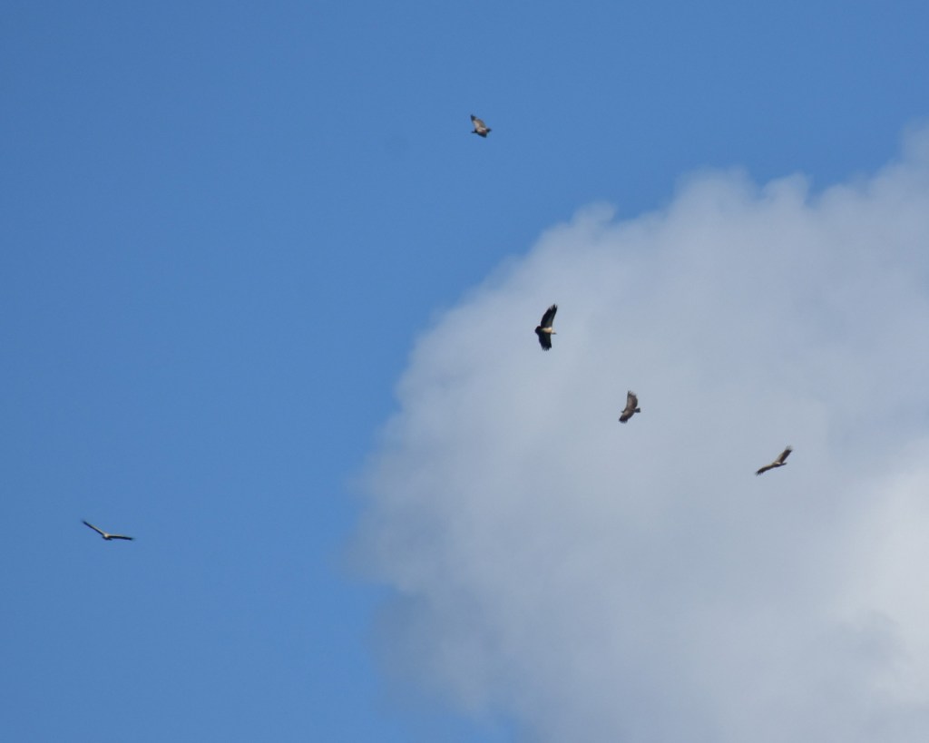 Kreisende Weißrückengeier am Himmel (© Cornelia Hebrank, 2024)