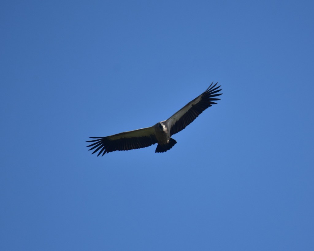 Ein Geier im Flug (© Cornelia Hebrank, 2024)