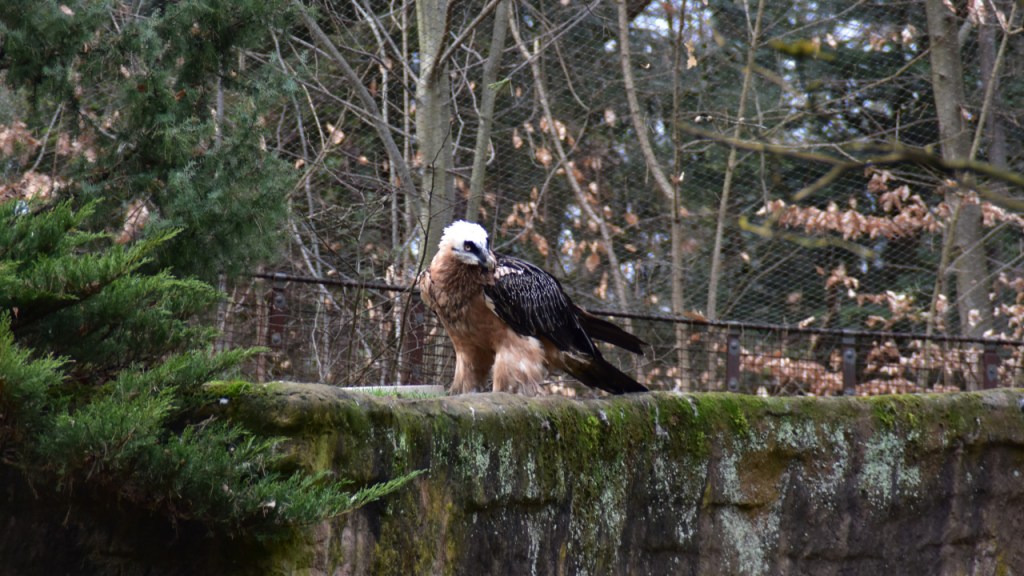 Ein Bartgeier auf einer Felsenkante im Tiergarten (© Cornelia Hebrank, 2024)