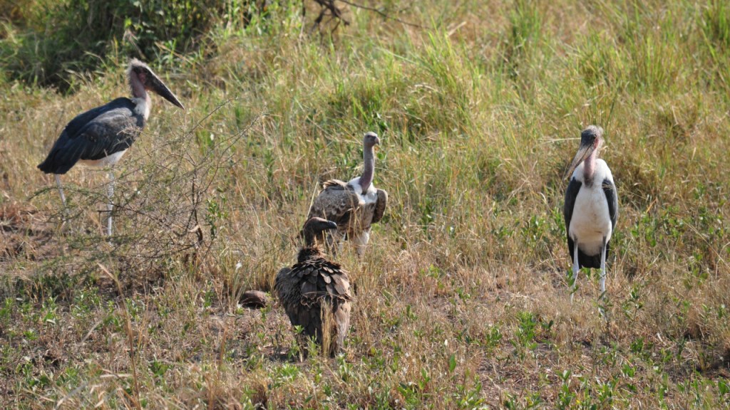 Zwei Weißrückengeier und zwei Wollhalsstorche stehen gemeinsam rum (© Cornelia Hebrank, 2016)