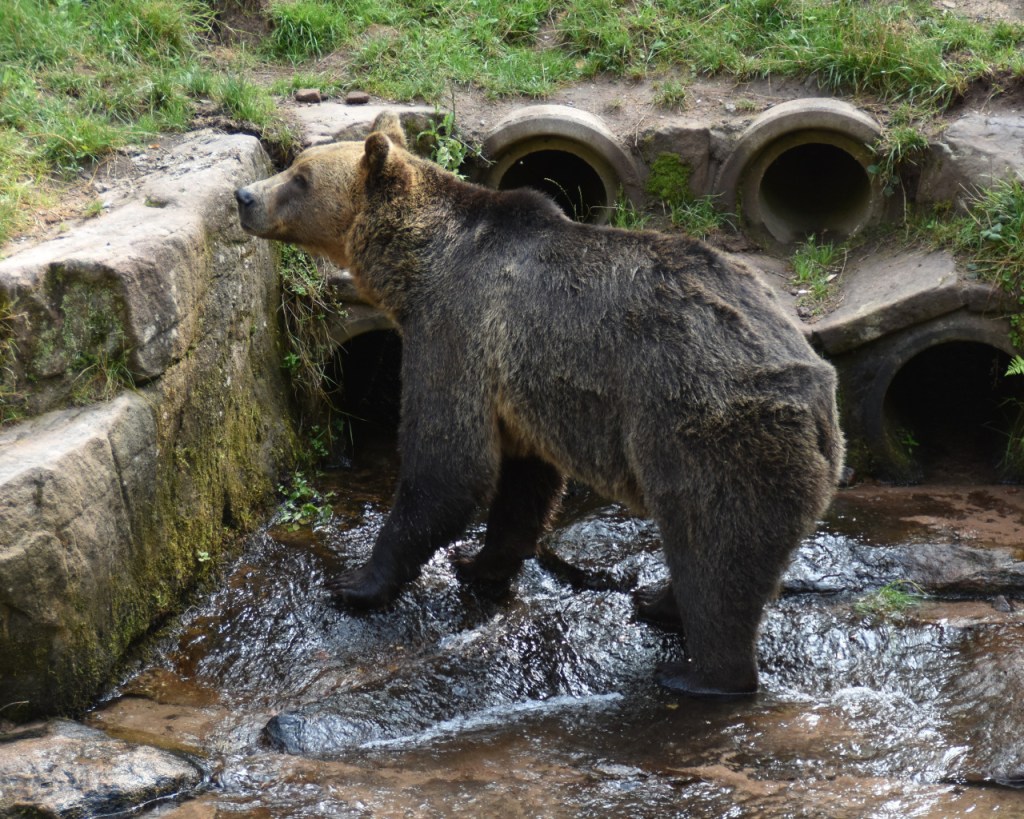 Ein Braunbär baded in einem kleinen Bächlein und schaut nach oben heraus (© Cornelia Hebrank, 2025)