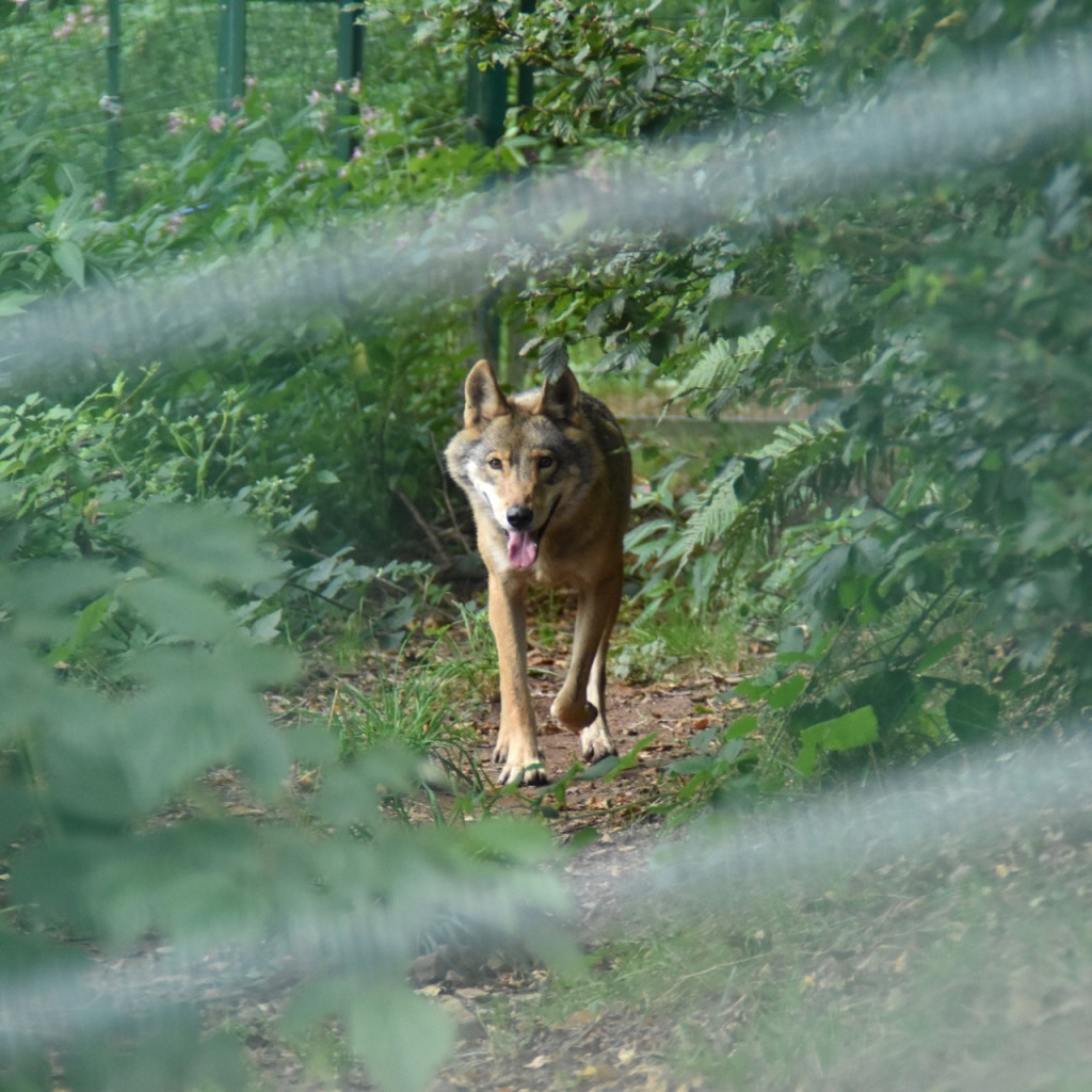 Wölfin kommt auf einem Pfad angelaufen, Sicht durch den Zaun (© Cornelia Hebrank, 2025)