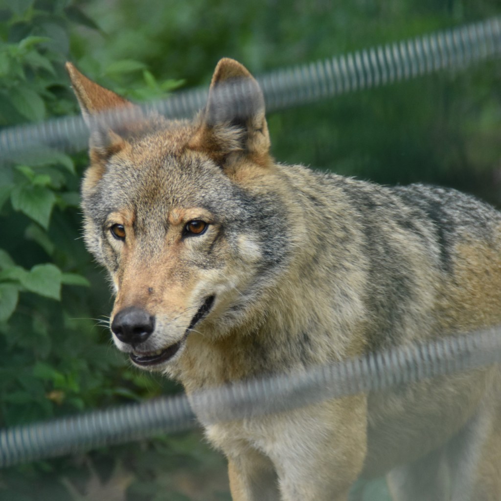 Nahaufnahme der Wölfin durch den Elektrozaun (© Cornelia Hebrank, 2025)