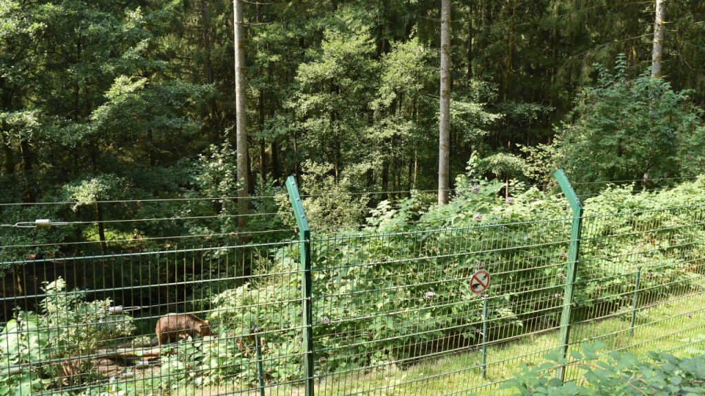 Blick auf ein Waldgehege mit Bär (© Cornelia Hebrank, 2025)