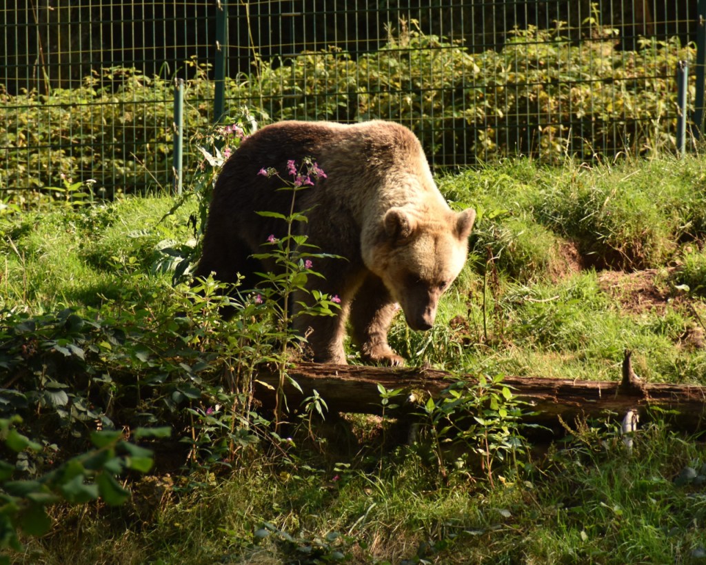 Kurzurlaub im Schwarzwald – Waldspaziergang mit&nbsp;Bärenblick