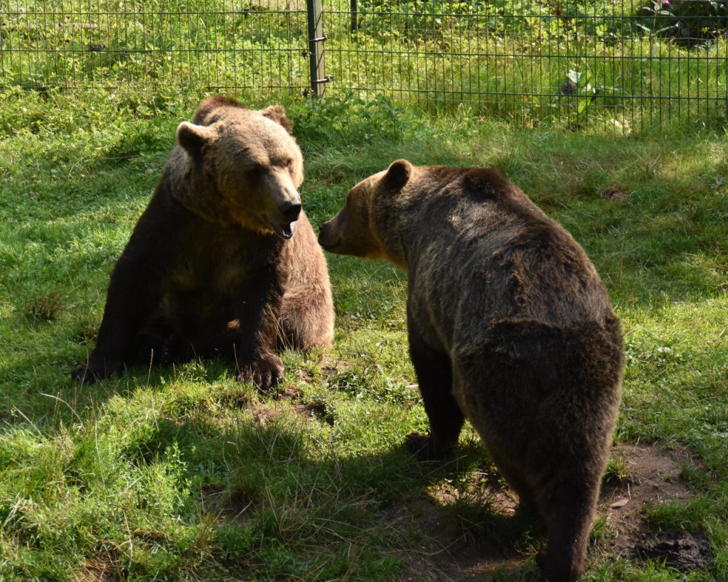 Zwei Bären interagieren miteinander (© Cornelia Hebrank, 2025)