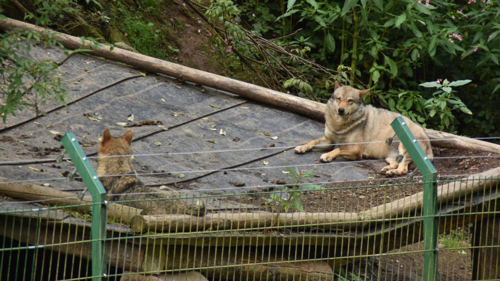 Zwei Wölfe auf dem Dach ihres Unterschlupfes (© Cornelia Hebrank, 2025)