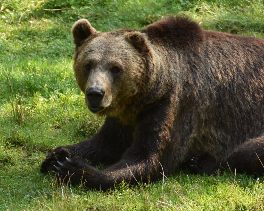 Portrait eines Braunbären, der in die Kamera schaut (© Cornelia Hebrank, 2025)