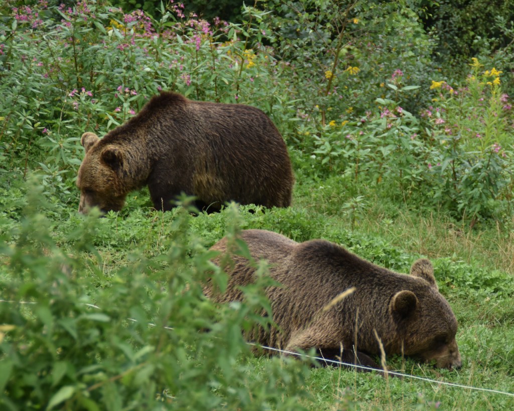 Zwei Braunbären durchfosten die Gegend nach Futter (© Cornelia Hebrank, 2025)