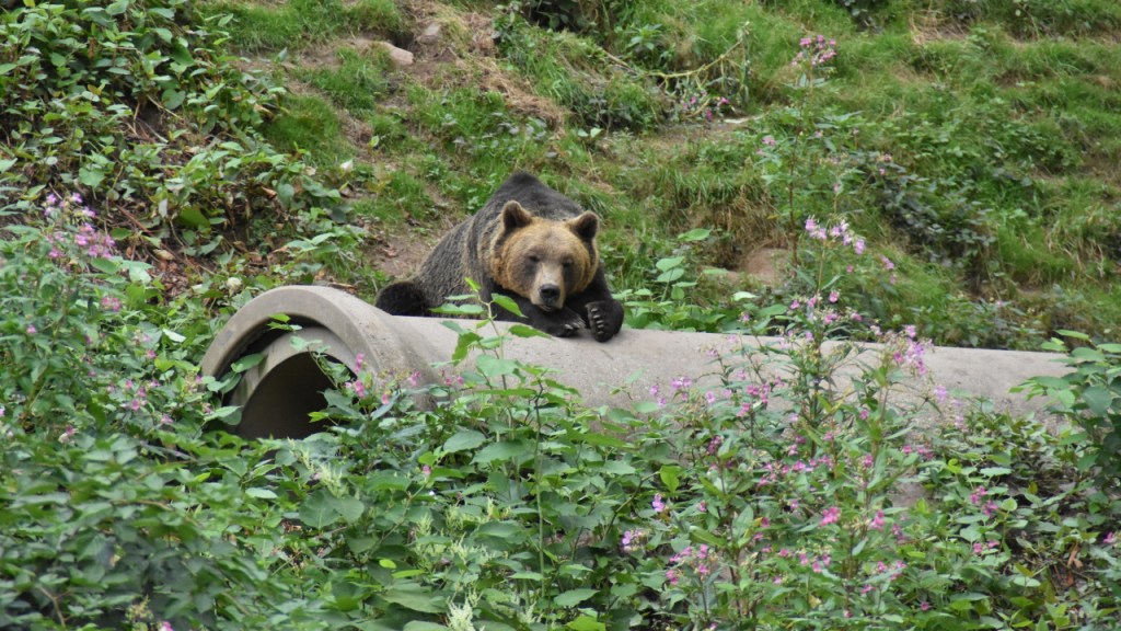 Ein Braunbär liegt auf einem Betonrohr und döst (© Cornelia Hebrank, 2025)