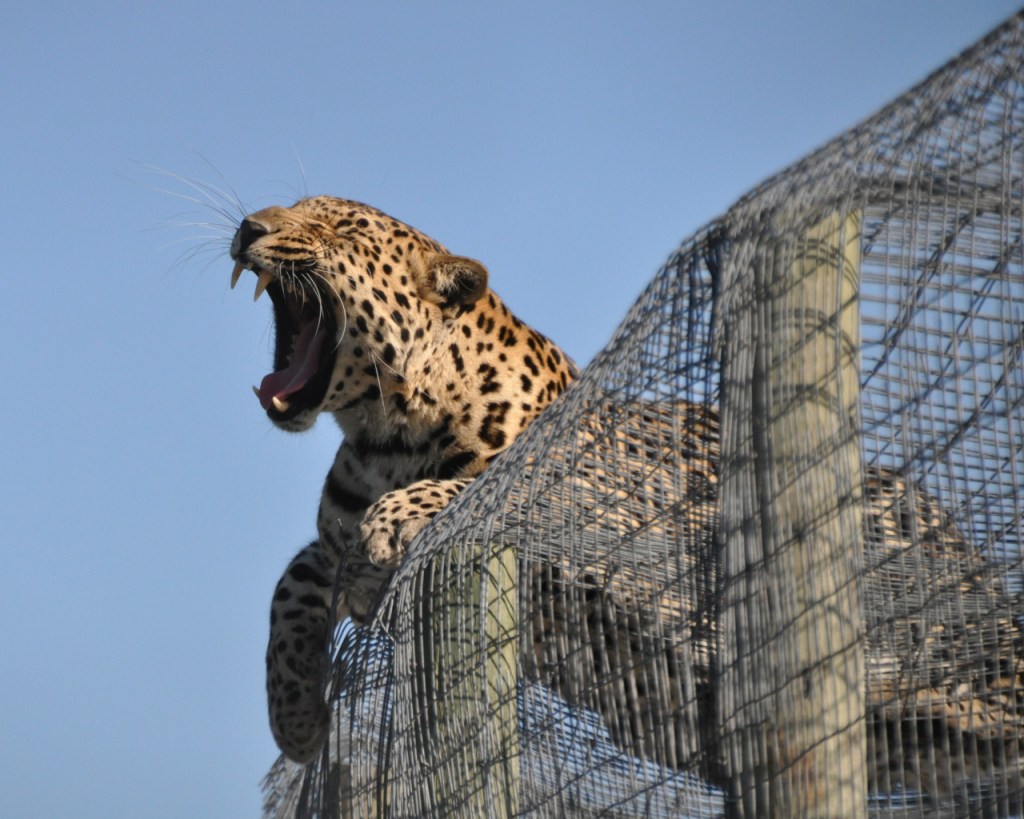 Ein gähnender Leopard auf einem Gang durchs Gehege liegend (© Cornelia Hebrank, 2013)