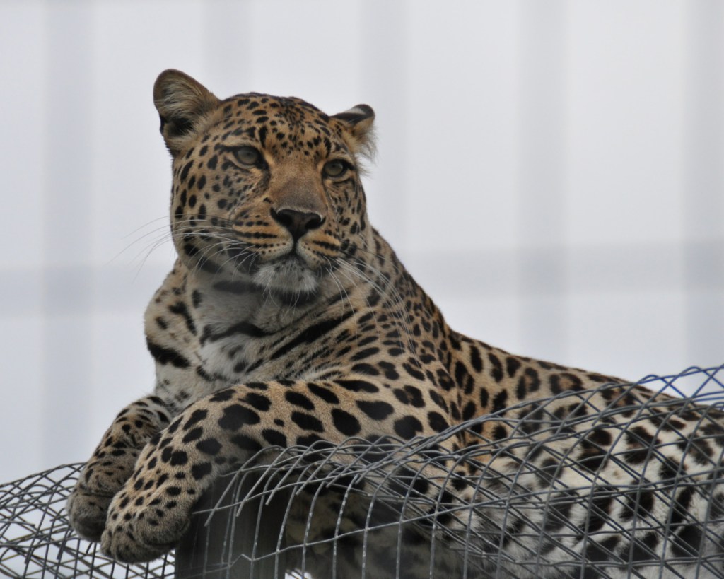 Nahaufnahme des liegenden Leoparden (© Cornelia Hebrank, 2013)