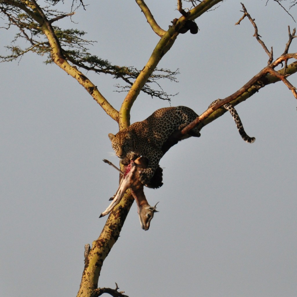 Ein Leopard in einem Baum samt seiner Antilopen-Beute (© Cornelia Hebrank, 2016)
