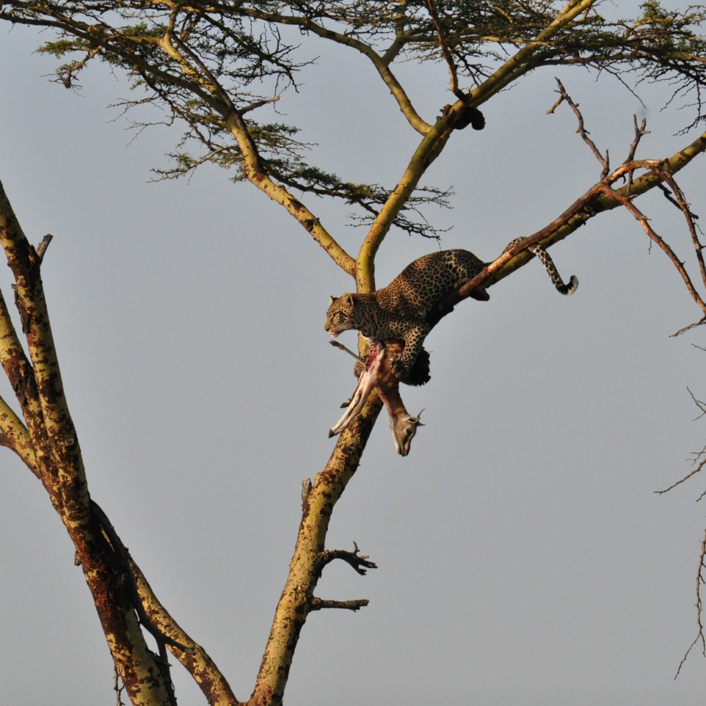 Ein Leopard in einem Baum samt seiner Antilopen-Beute (© Cornelia Hebrank, 2016)