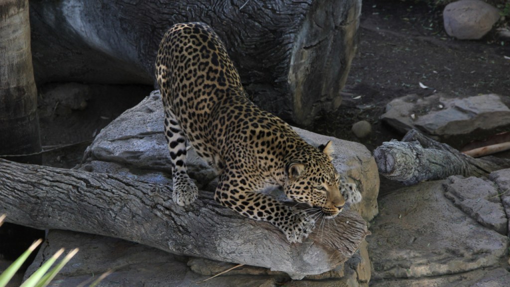 Ein Leopard streckt sich (© Sebastian Sperling, 2019)