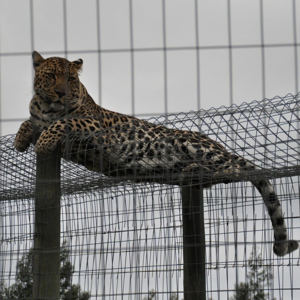 Liegender Leopard auf einem Gehegedurchgang (© Cornelia Hebrank, 2013)
