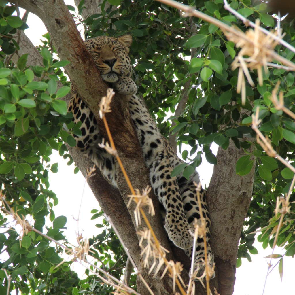 Ein schlafender Leopard auf einem Baum (© Sebastian Sperling, 2019)
