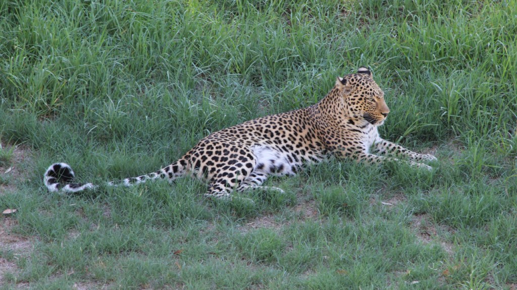 Ein gemütlich ausgestreckt liegender Leopard (© Sebastian Sperling, 2019)