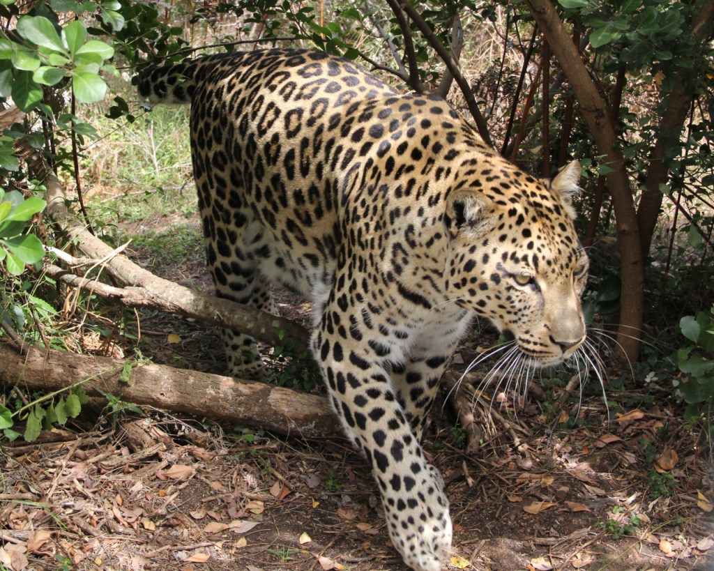 Leoparden – Kletternde&nbsp;Katzen