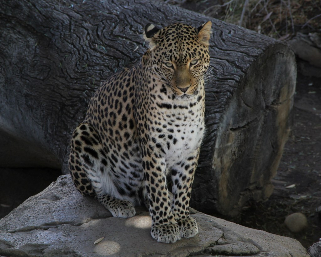 Ein sitzender Leopard (© Sebastian Sperling, 2019)