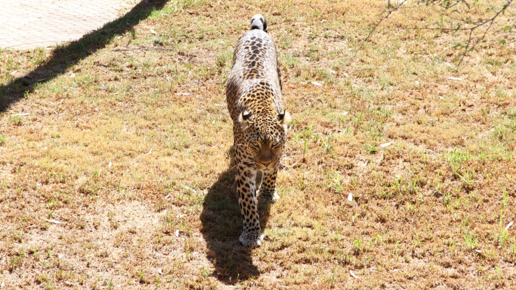 Ein Leopard spaziert durch sein Gehege (© Sebastian Sperling, 2019)