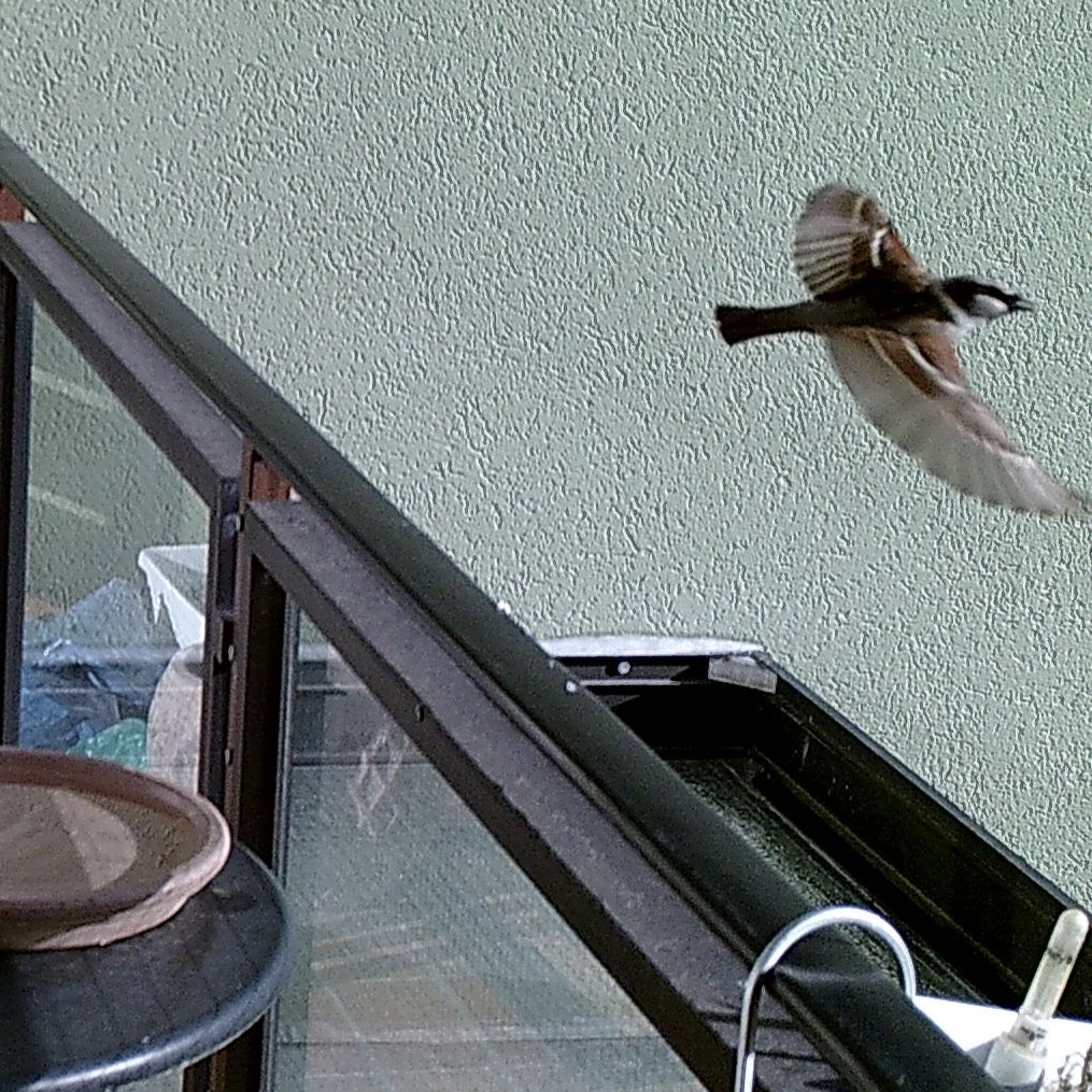 Bildausschnitt mit einem wegfliegenden Sperling (© Cornelia Hebrank, 2025)