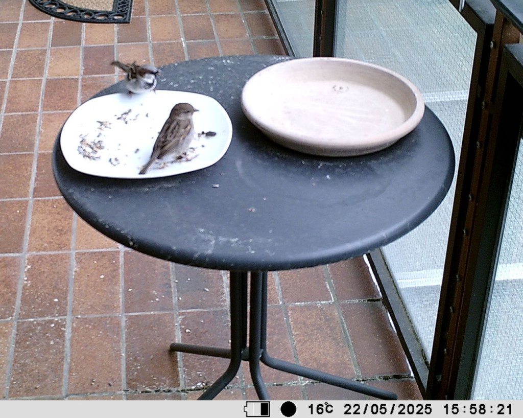 Zwei Spatzen an der Futterstelle (© Cornelia Hebrank, 2025)