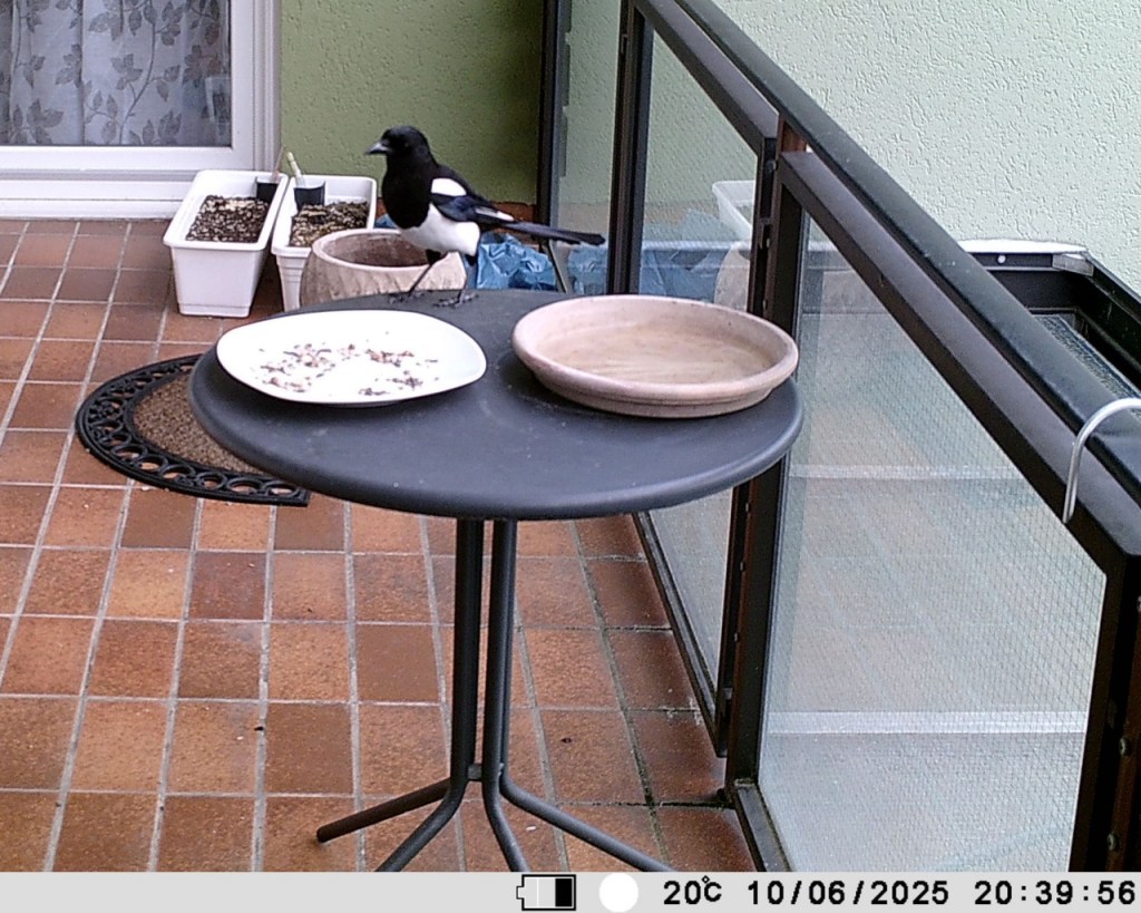 Eine Elster an der Futterstelle (© Cornelia Hebrank, 2025)