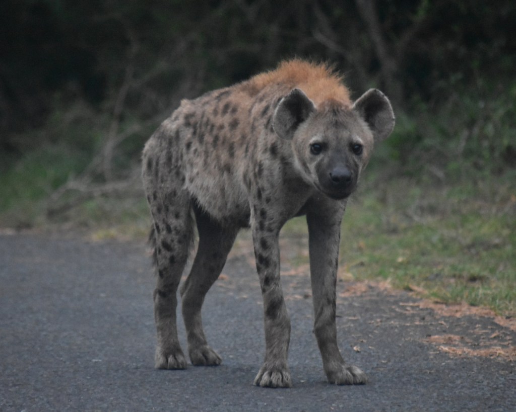 Hyänen – brutal und&nbsp;sozial