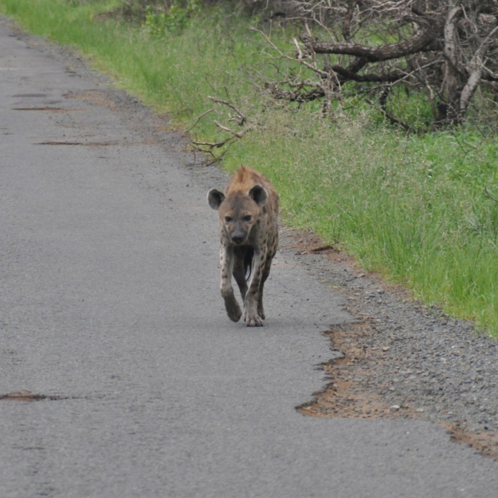 Eine junge Tüpfelhyäne kommt gelaufen (© Cornelia Hebrank, 2013)