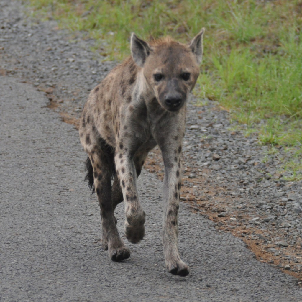 Nahaufnahme der jungen Tüpfelhyäne im Galopp (© Cornelia Hebrank, 2013)