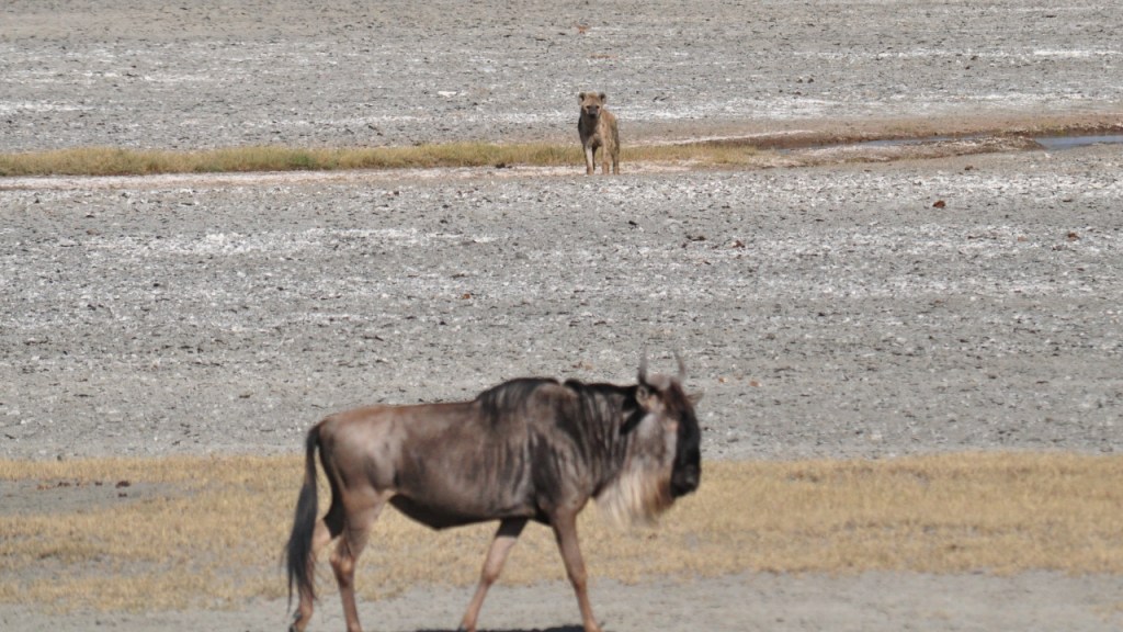 Eine Tüpfelhyäne beobachtet ein Gnu aus der Ferne (© Cornelia Hebrank, 2016)