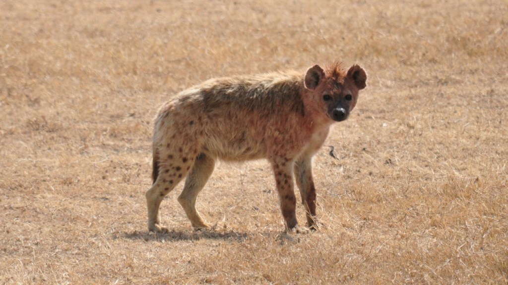 Eine einzelne Tüpfelhyäne im Winterfell (© Cornelia Hebrank, 2016)