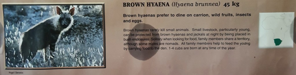 Ausschnitt eines Posters zu Hyänen - Schabrackenhyäne/Brown Hyaena
