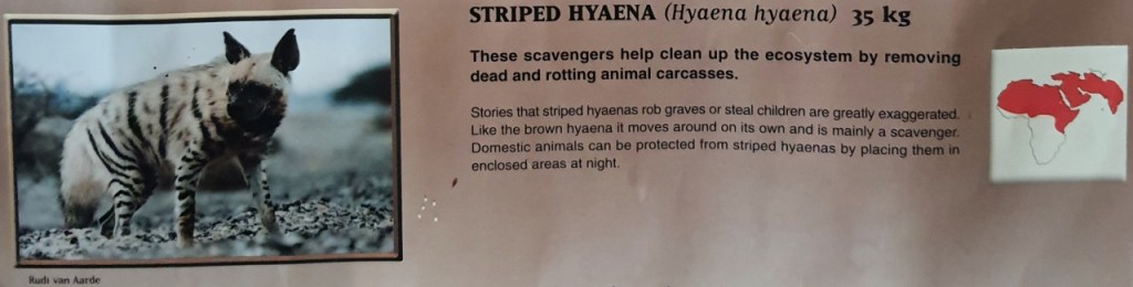 Ausschnitt eines Posters zu Hyänen - Streifenhyäne/Striped Hyaena