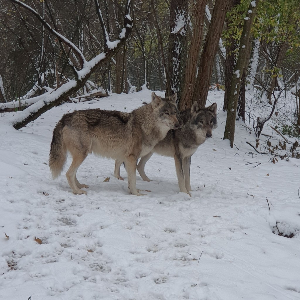 Zwei Wölfe im Schnee (© Cornelia Hebrank, 2023)