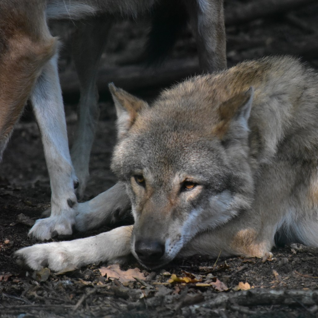Ein liegender Wolf, Nahaufnahme des Kopfes (© Cornelia Hebrank, 2024)