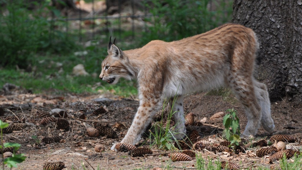 Ein laufender Luchs (© Cornelia Hebrank, 2011)