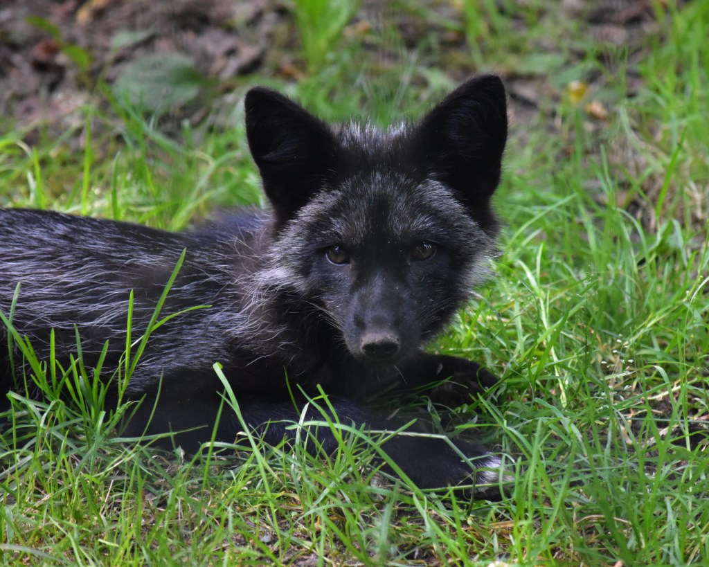 Silberfuchs (© Cornelia Hebrank, 2024)