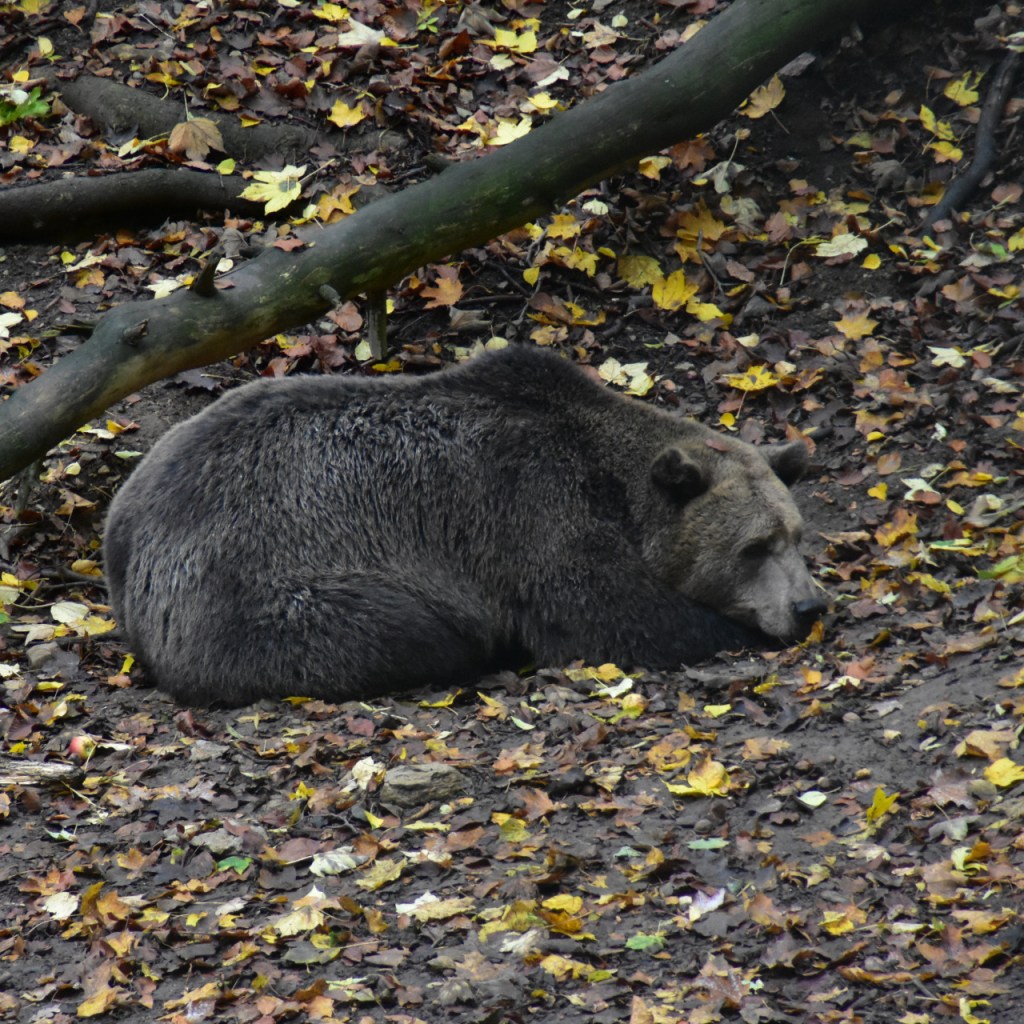 Ein im Herbstwald liegender Bär (© Cornelia Hebrank, 2022)