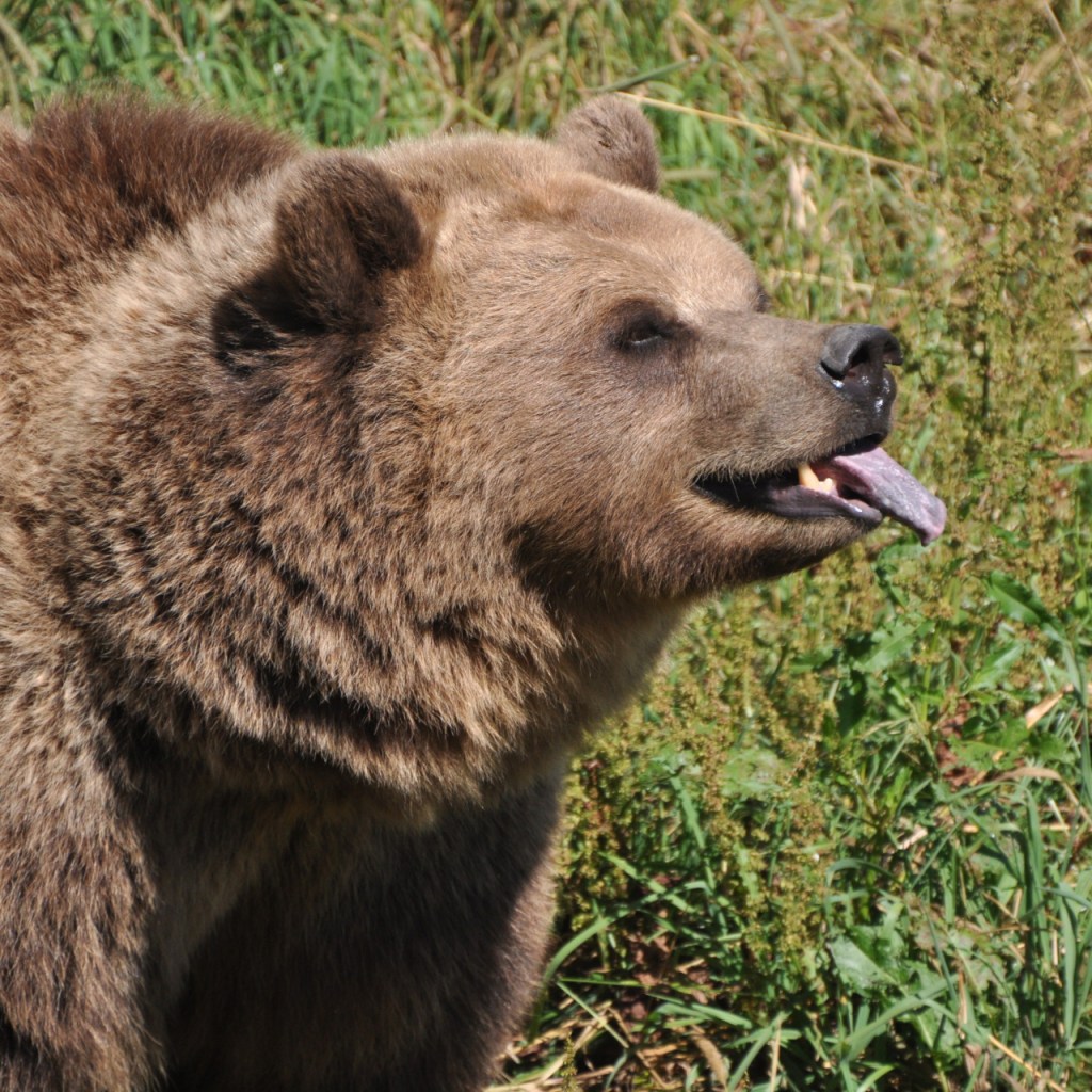 Nahaufnahme eines Bären beim Zunge rausstrecken (© Cornelia Hebrank, 2013)